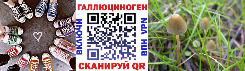 Галлюциногенные грибы Psilocybe  Нижний Новгород 